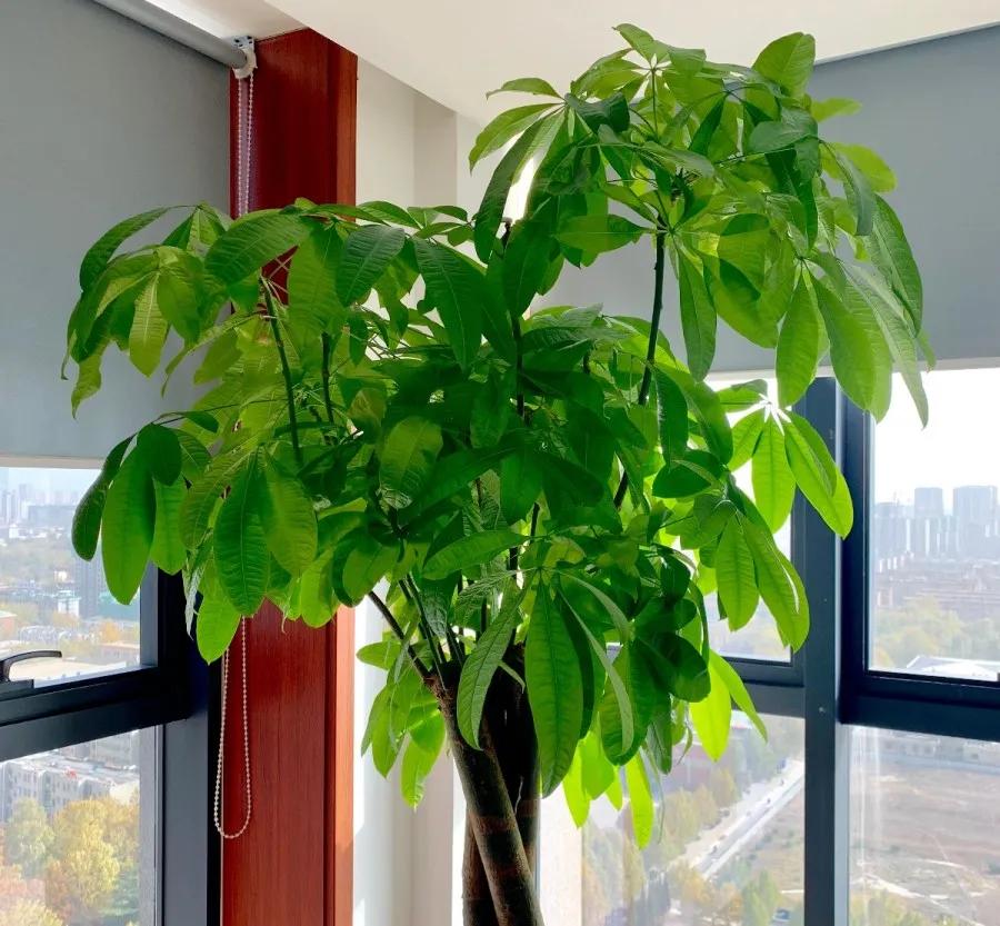 花买回来叶子蔫了怎么办,花掉花苞有什么好方法吗