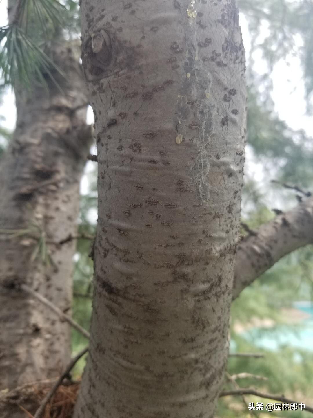 松树上的叶子发黑,松树松针顶部发黄