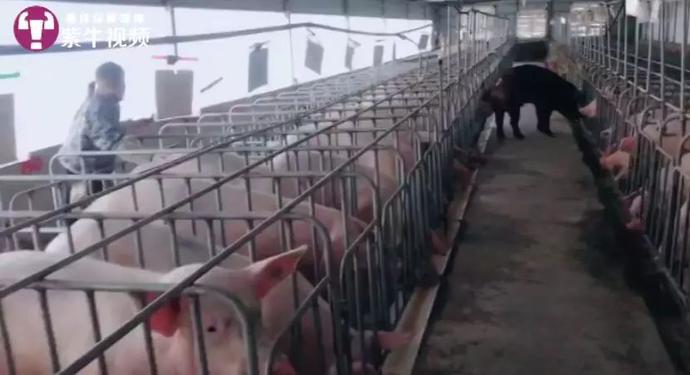 女孩养猪做宠物,女孩养猪十年