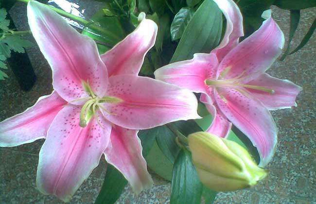 百合花开了花瓣能喷水吗,百合花的养护方法室内花瓶
