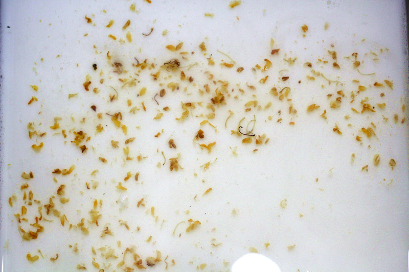 椰汁桂花糕做法,椰汁桂花糕