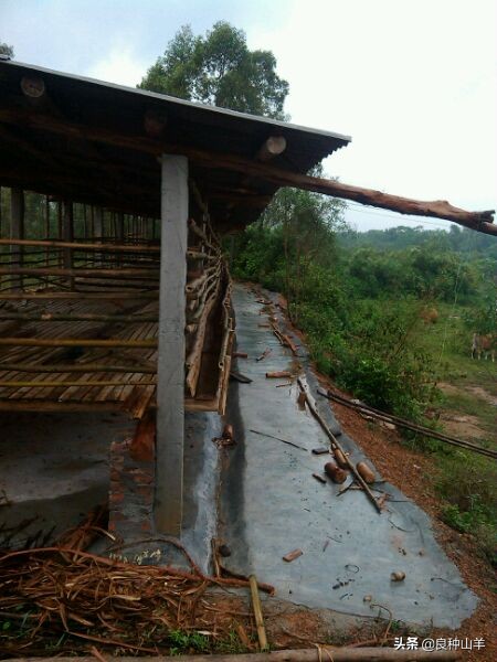 养羊棚舍建造实景图,农村羊舍最简易建造