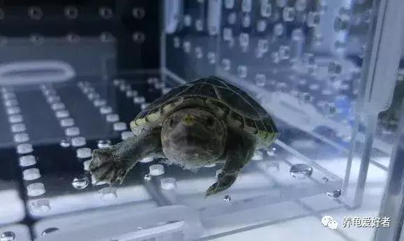 硝化菌的培养建立，你会了吗？