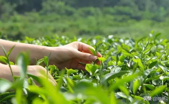 说大也大说小也小文案,给大家推荐一款好喝不贵的红茶