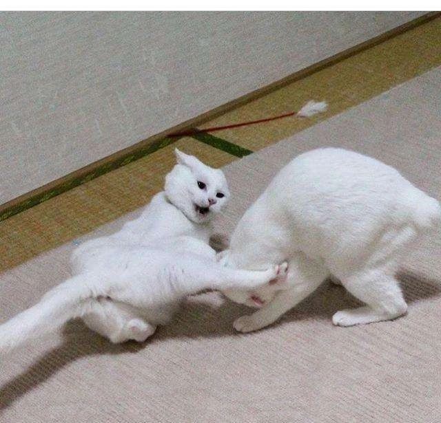 猫咪打架的原因和处理,猫咪之间打架了受伤了怎么办