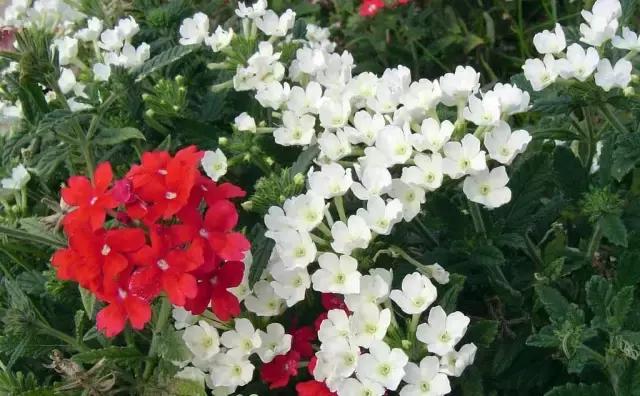 一次性摘各种各样的水果,一次性种很多草莓会怎么样