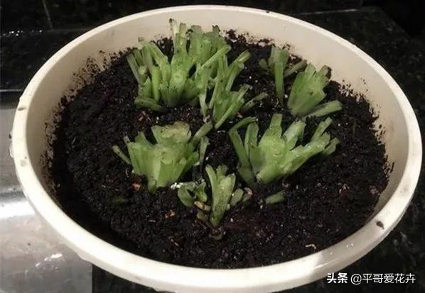 这3种花别碰,这3种花不要养