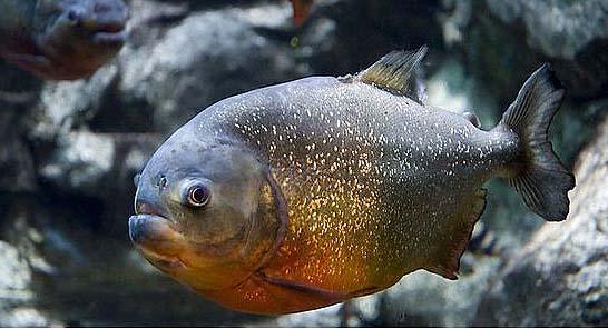 水虎鱼怎么养出好状态呢,火喉水虎鱼和红钻水虎鱼