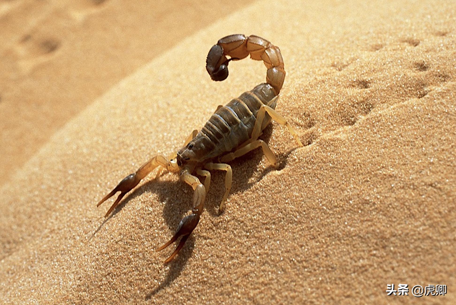 狐獴女王独揽生殖权,生产70子女,女儿篡位后如何处置母亲?