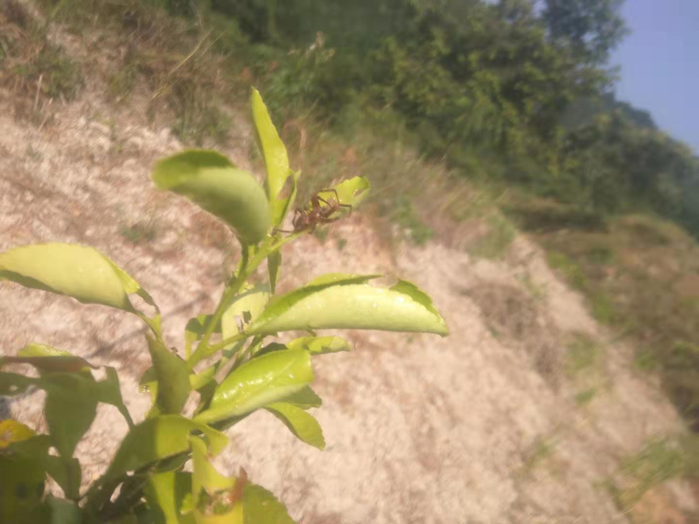多雨季节怎么预防柑橘炭疽病,柑橘上霜期怎么防治