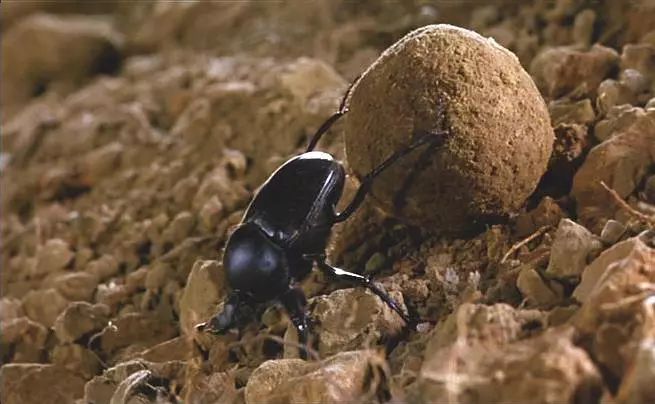 动物吃自己粪便原因,为什么动物吃掉粪便