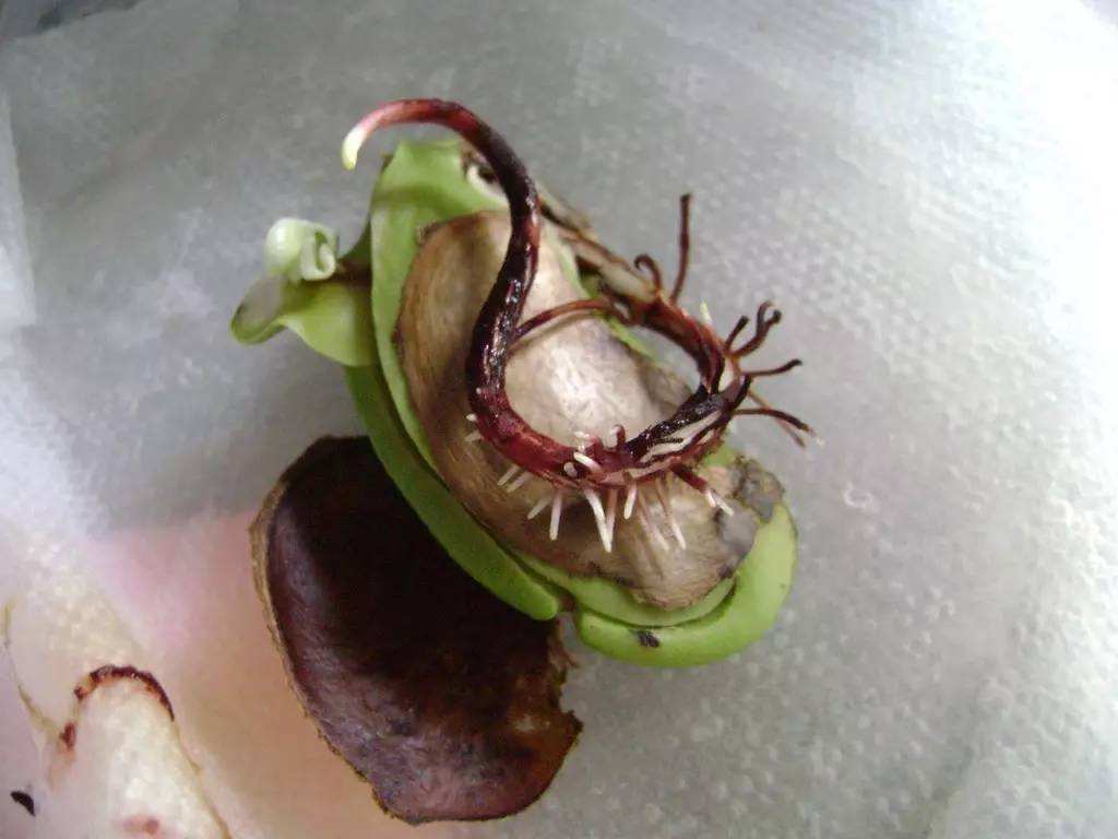 弟弟拿着“芒果核”玩，20天长出小绿苗，移到花盆能结果