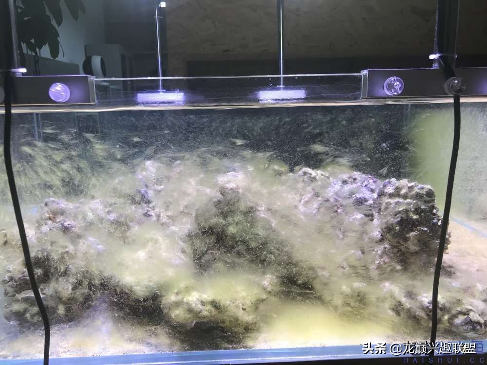 从零开始玩海缸的方法,从零开始玩海缸全过程