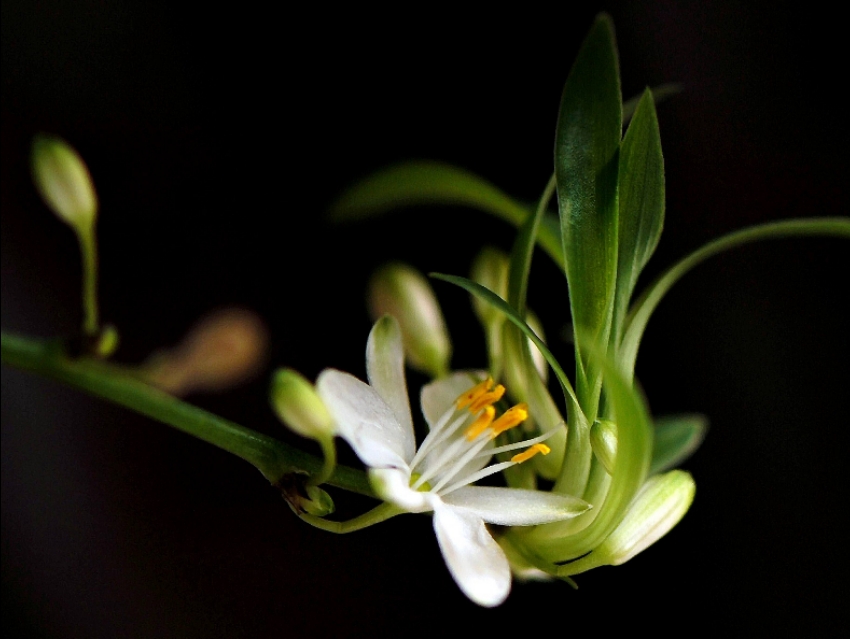 兰花诗句100首隶书,淡雅芬芳的兰花与人生感悟