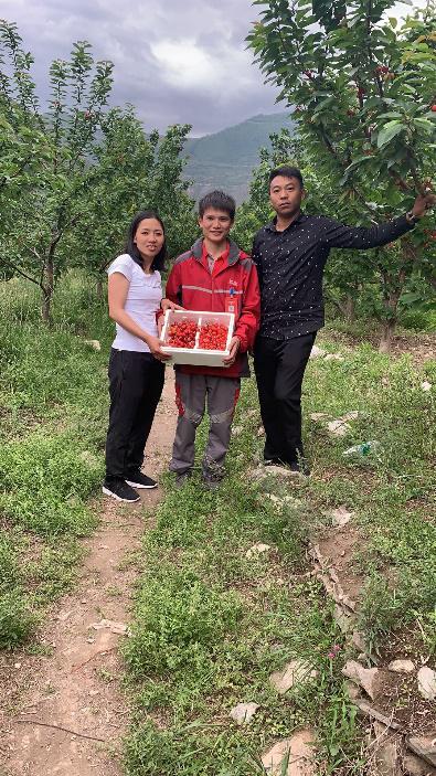 汶川车厘子果农价格,汶川车厘子果农