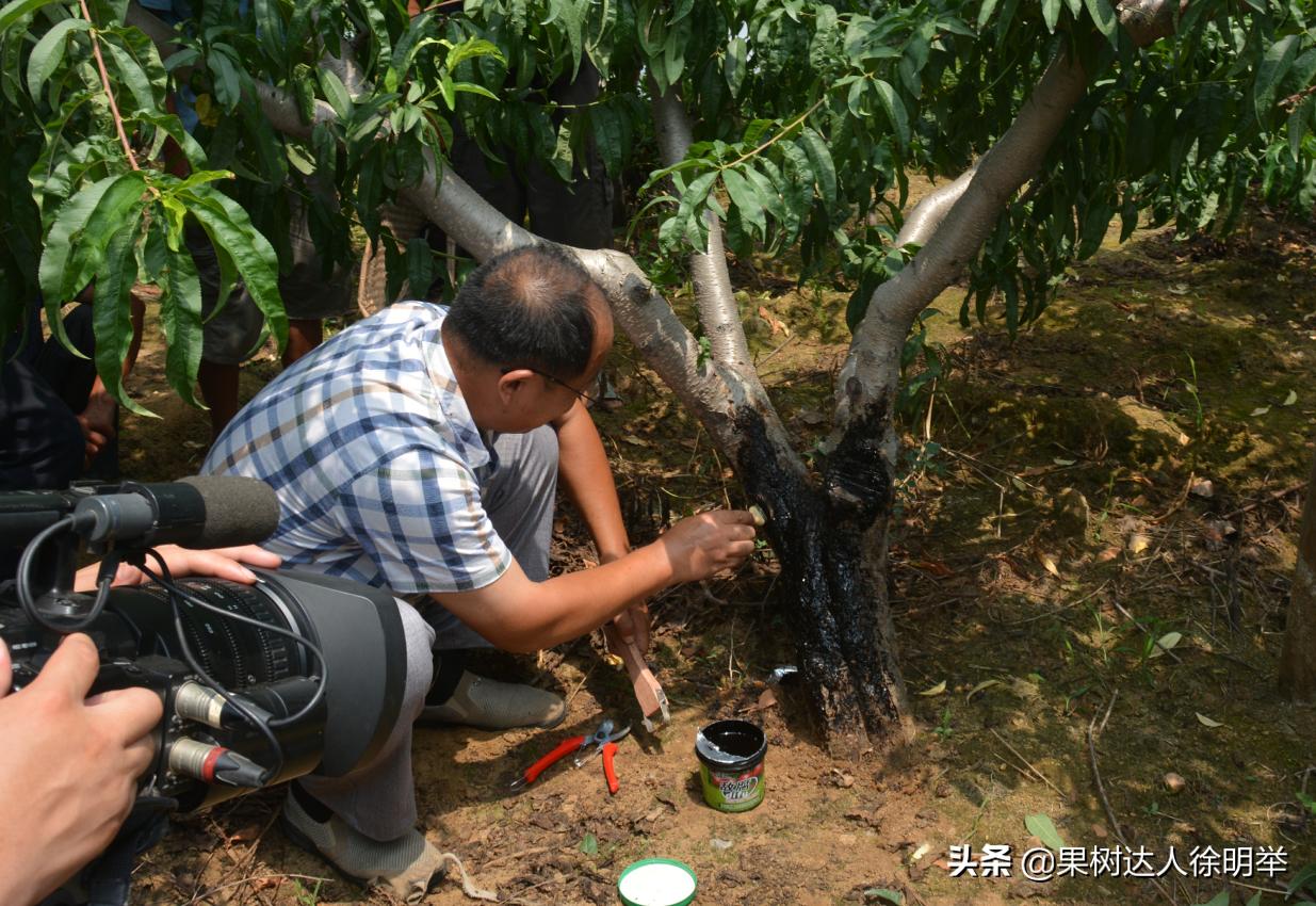 桃树流胶半死不活的打什么药,治桃树流胶最好的土办法