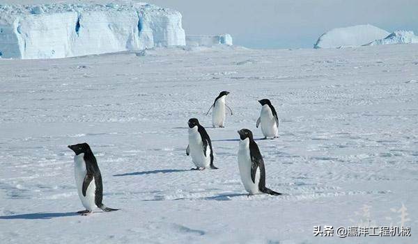 厦工挖掘机南极科考,厦工南极装载机