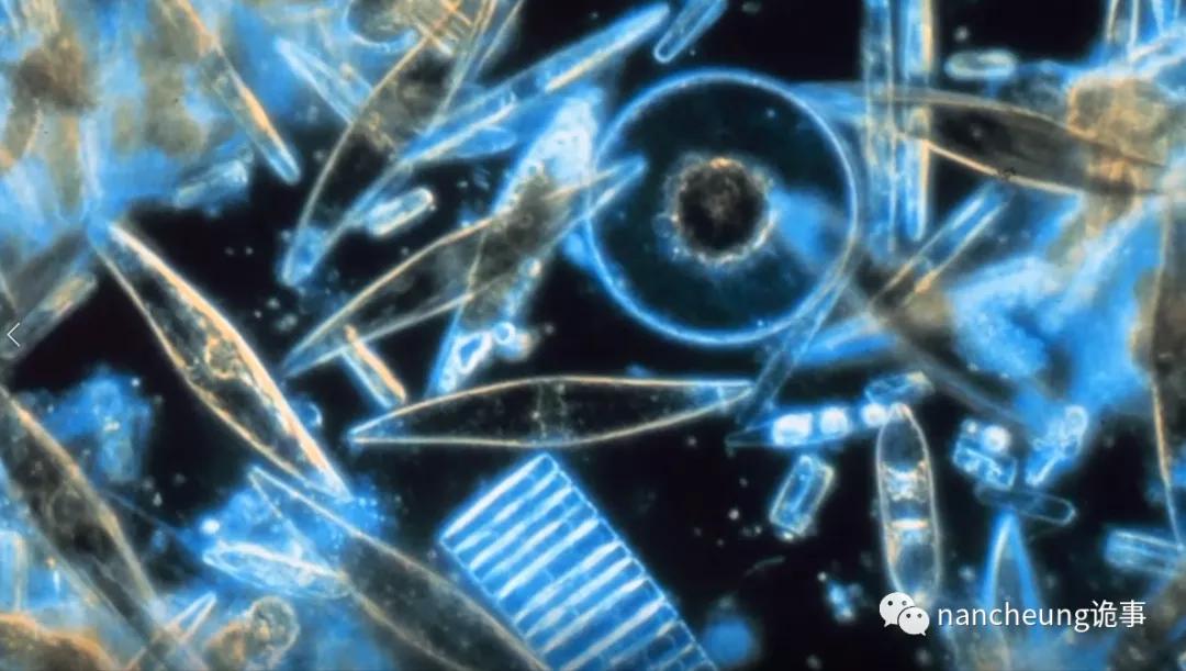 深海迷航第49天神秘生物,深海海底神秘的10种生物