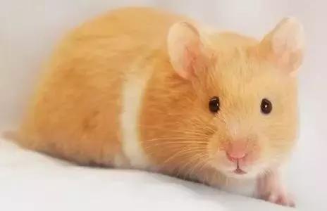 仓鼠的种类习性详细介绍,仓鼠有哪些亚种种类