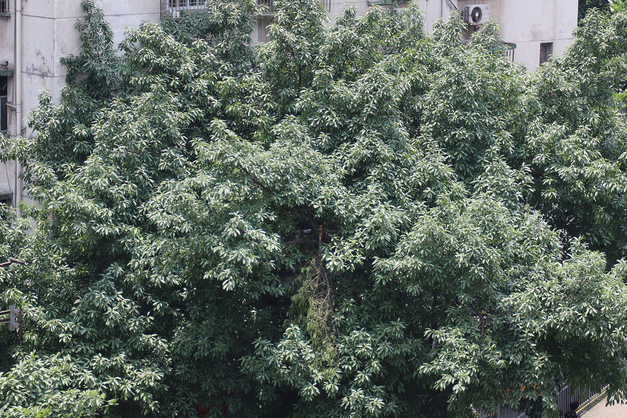 无反转接单反镜头,单反镜头和无反镜头转接