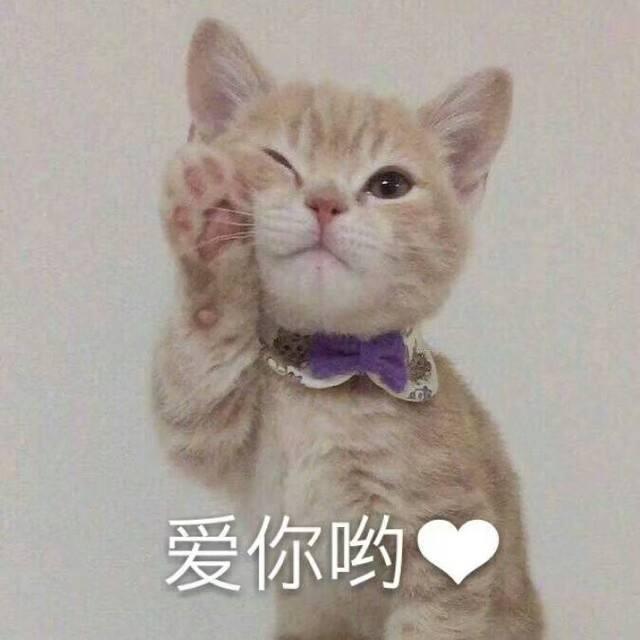 猫咪驱虫的秘密，你们可能不知道，这样驱虫才是正确的