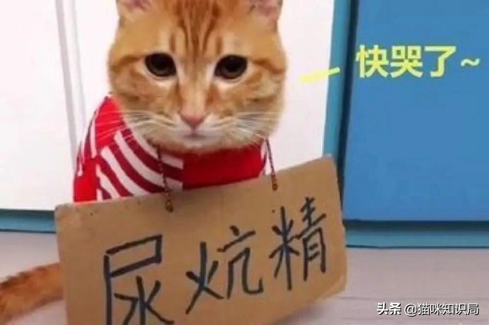 猫咪绝育之后反而乱尿怎么办,猫咪从不乱尿突然乱拉咋回事