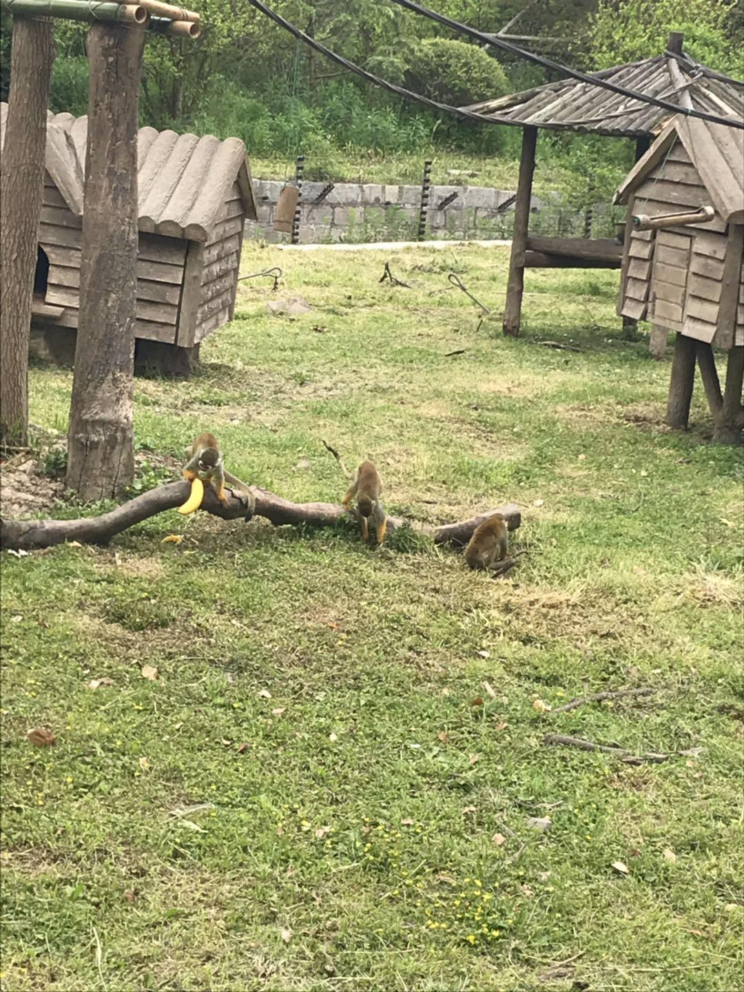 上海野生动物园太阳广场节目安排,上海野生动物园建议游玩时间