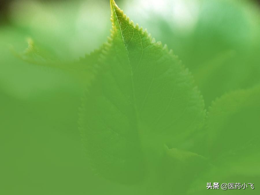 每日医药——伏立康唑