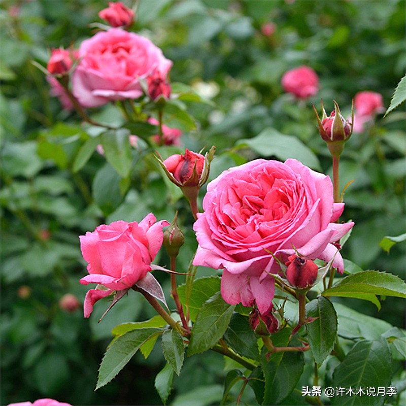 新手月季种植手册，牢记这6点，不死苗、开花多。新手收藏备用
