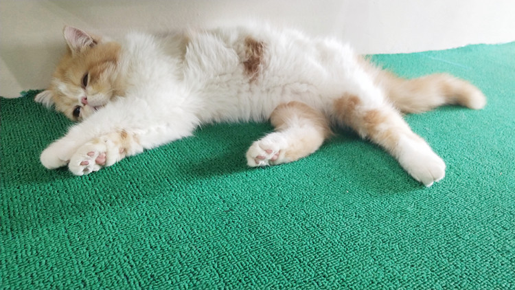 夏天猫咪食欲不振掉毛严重怎么办,猫咪夏季应该吃什么