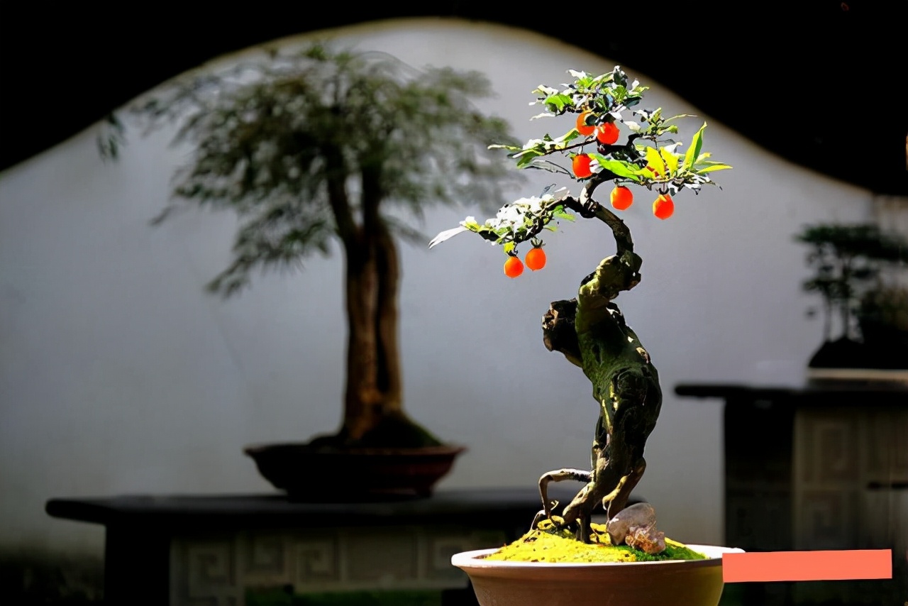 看盆景展里赏心悦目的盆景 (家有盆景茶余饭后赏心悦目)