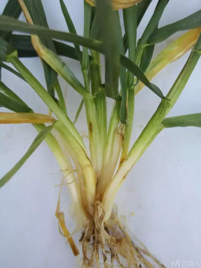 小麦缺肥发黄怎么办,小麦根发黄是什么病