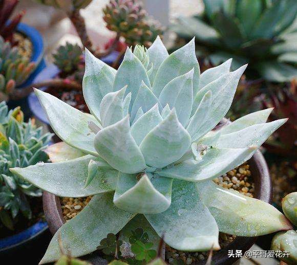 多肉经常掉叶怎么办,多肉老是掉叶子怎么办