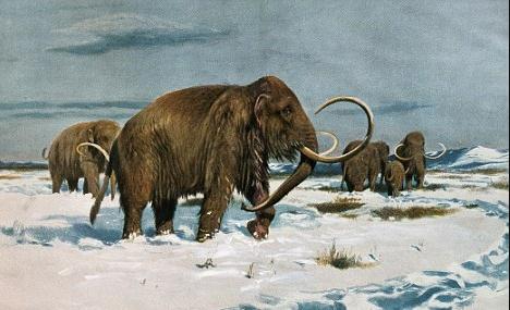 猛犸象进化上古猛犸象,远古时期的猛犸象有多重
