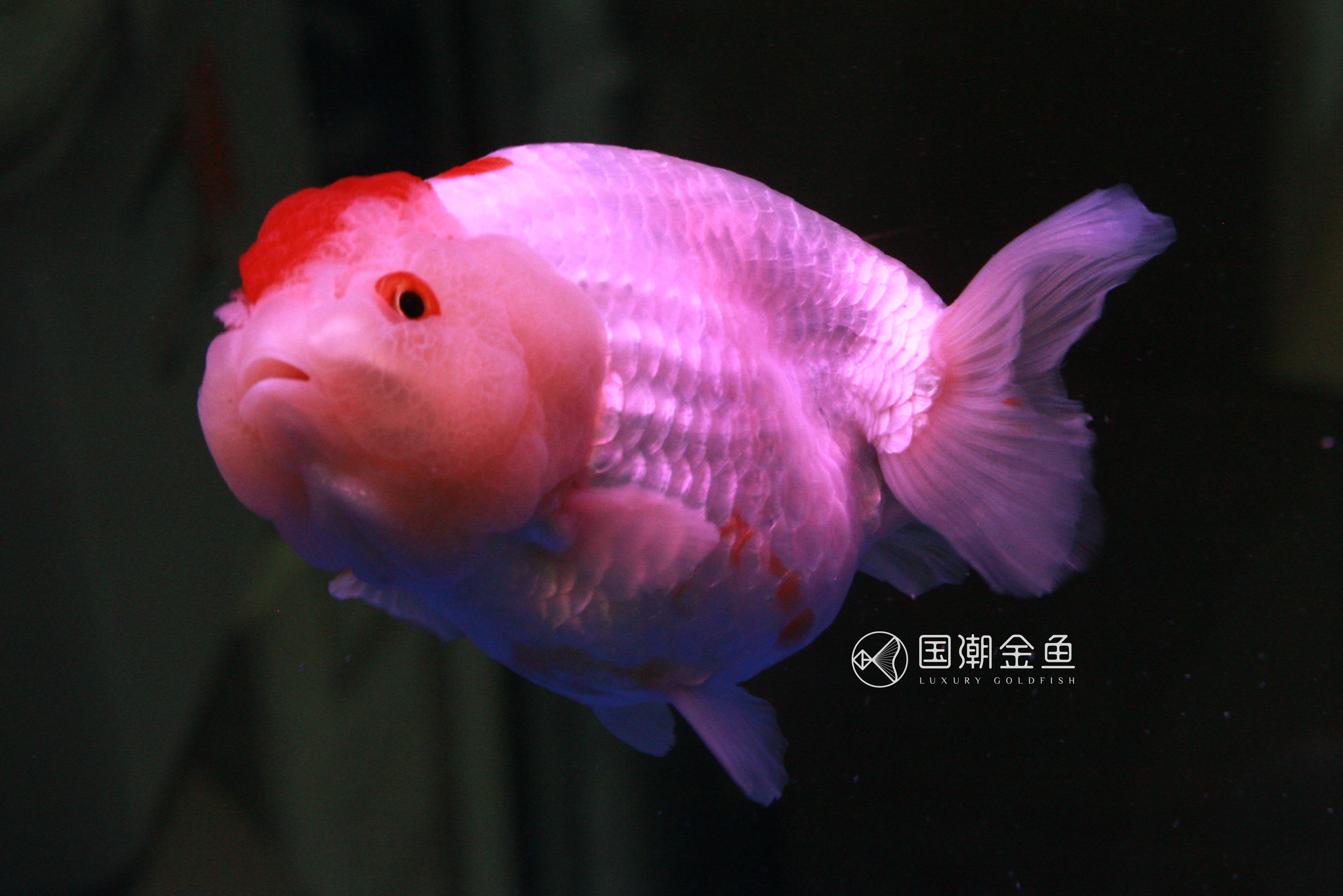 金鱼的颜色与光照的关系,什么品种的金鱼后期颜色稳定