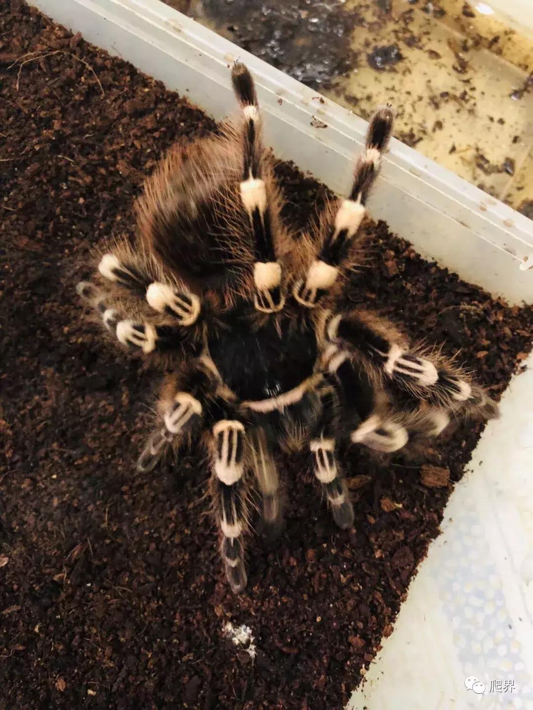 湛江爬宠店,深圳爬宠店在哪里