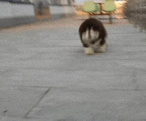 纯种狗怎么来的,怎样培育纯种狗