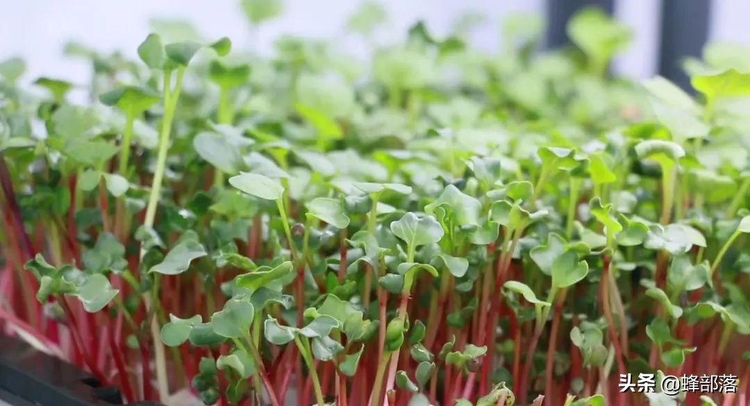 苗芽菜什么菜,徐州芽苗菜