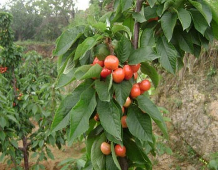 给果农介绍一种有机杀菌剂的使用方法以及对果树病害防治的作用