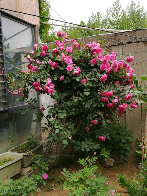 盆栽的藤本月季管理方法,爬满墙的藤本月季