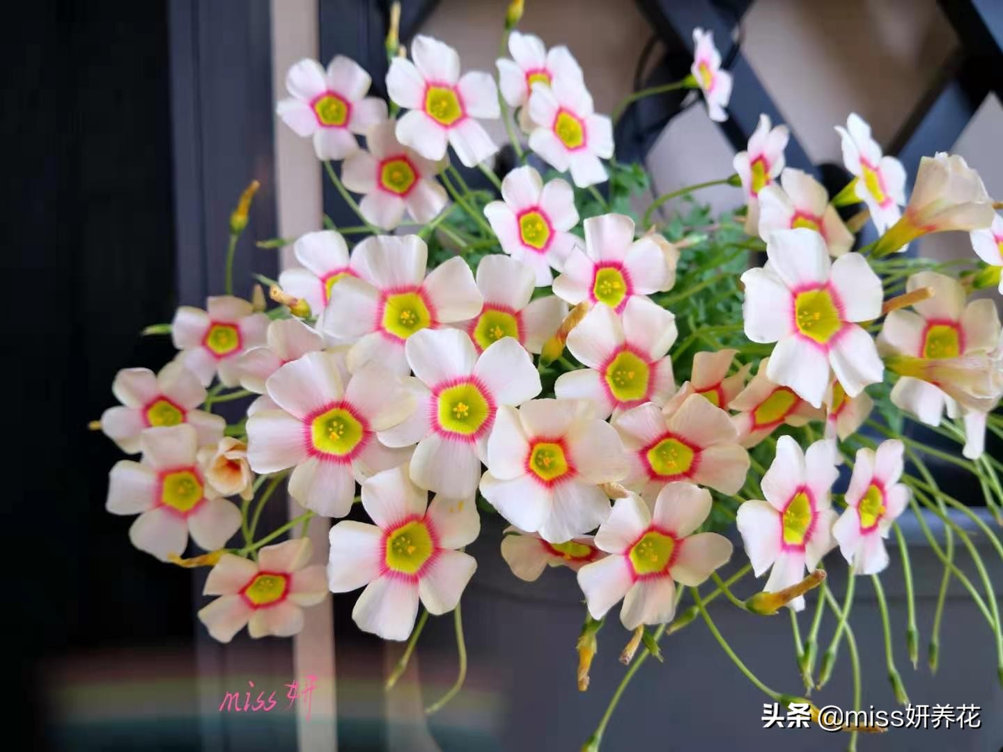 酢浆草种球品种图鉴大全,酢浆草种球品种图鉴