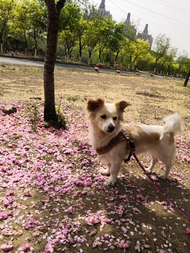 狗狗子宫蓄脓手术危险吗,狗狗子宫蓄脓吐怎么回事