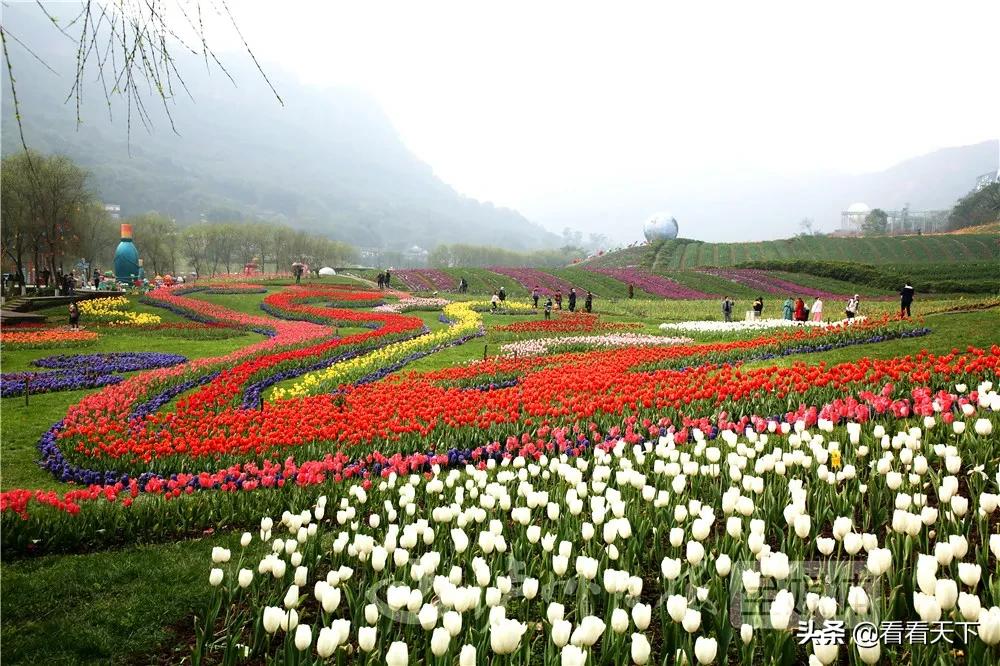 泸州四季花海开放了吗现在,泸州3月赏花胜地心花怒放在哪