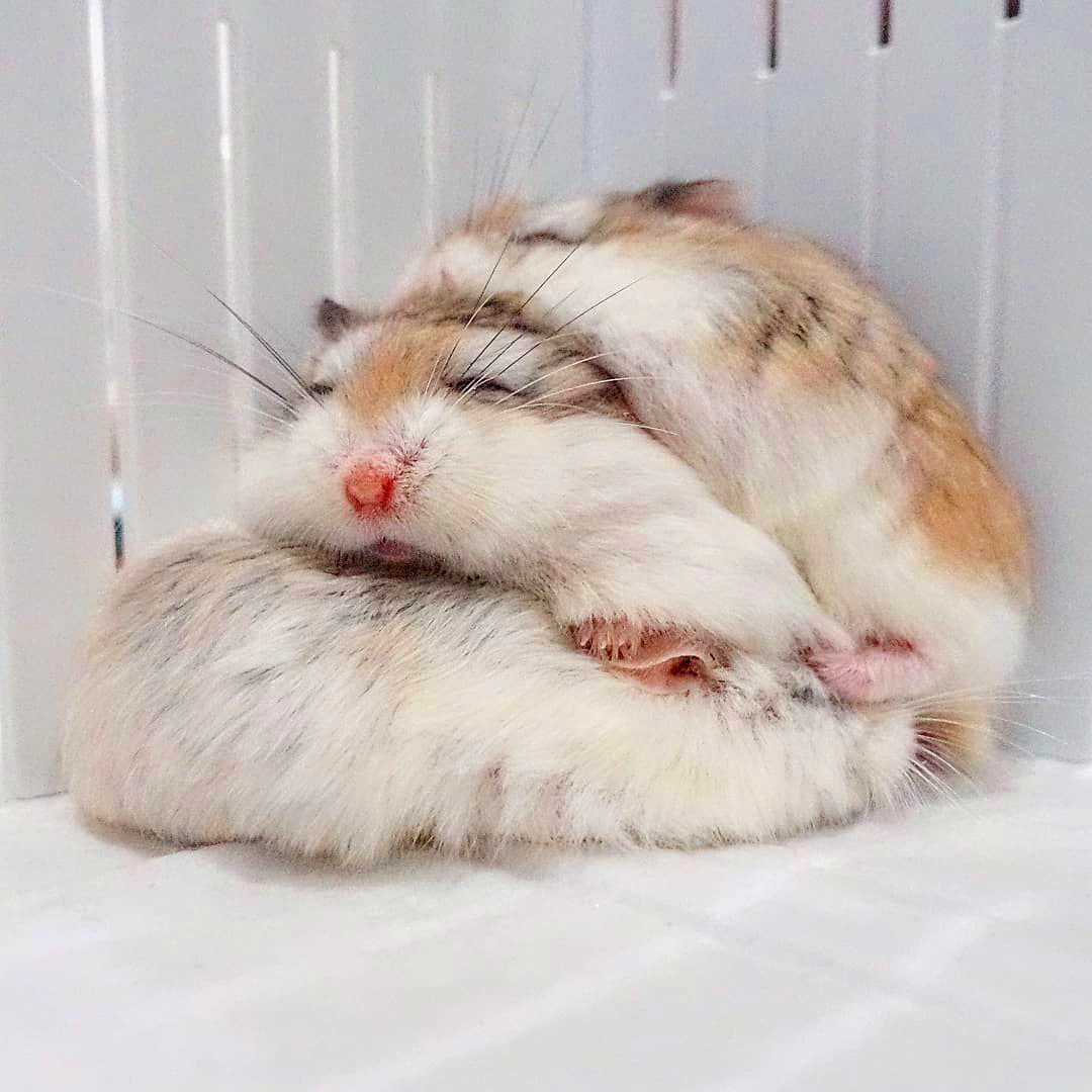 仓鼠宝宝无缘无故打同类是为什么,仓鼠宝宝打架