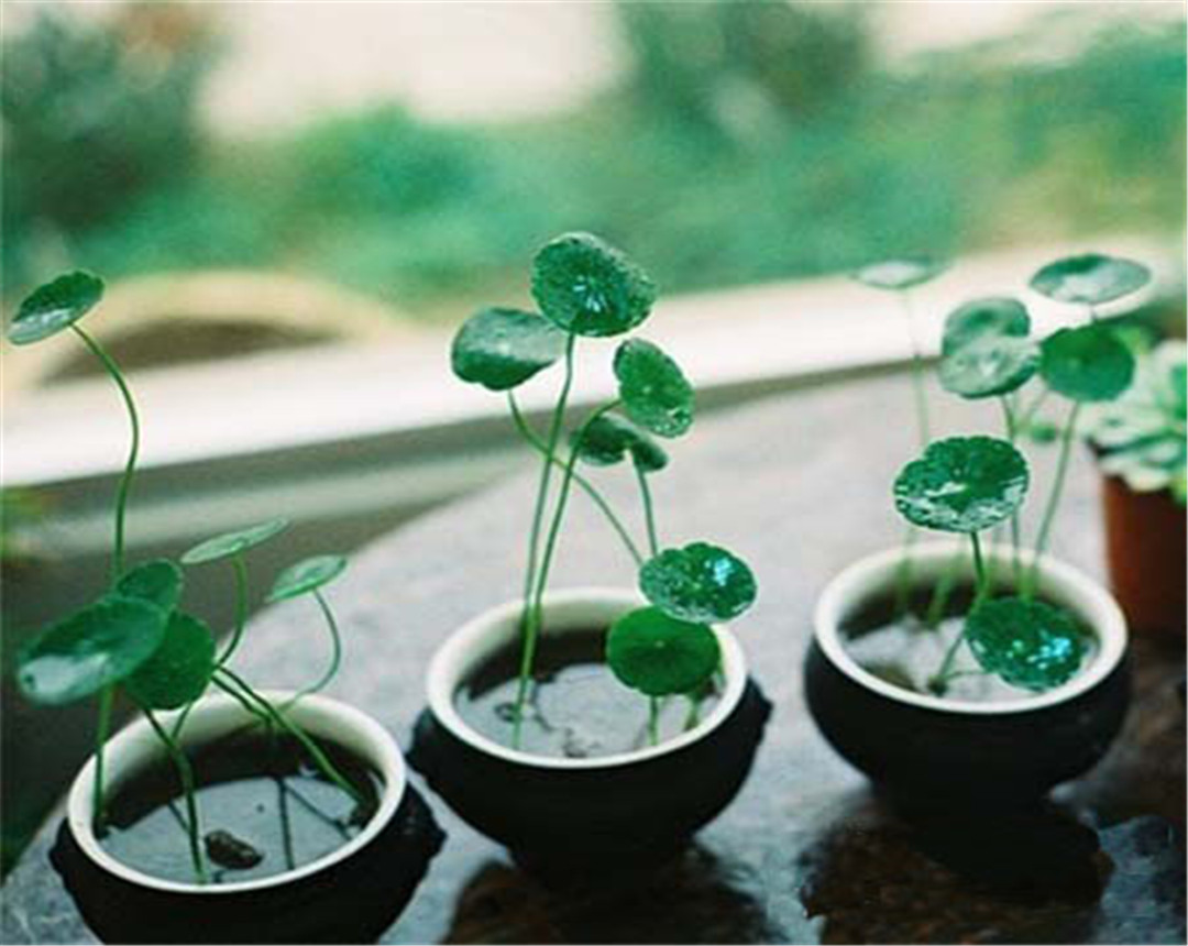 铜钱草和鱼一起养可以滴营养水吗,铜钱草可以和鱼在一起养吗