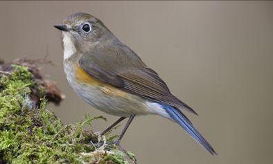 东江揽胜,惠州淡水常见鸟类图谱