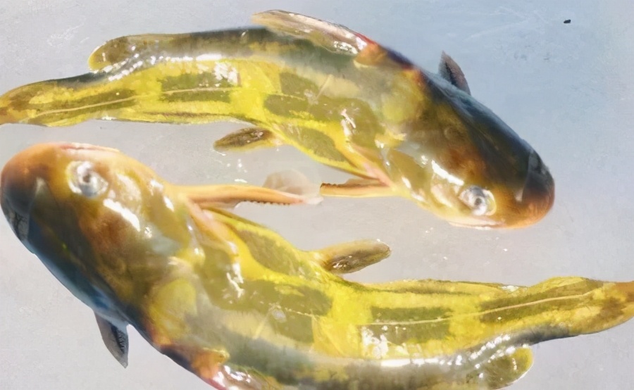 大马哈鱼肉饺子,鲜大马哈鱼做饺子