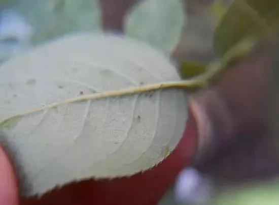 月季杀虫最有效液,什么植物可以帮月季杀虫