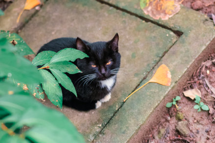 养猫对双相情感障碍有好处,老人养猫为什么能带来好处