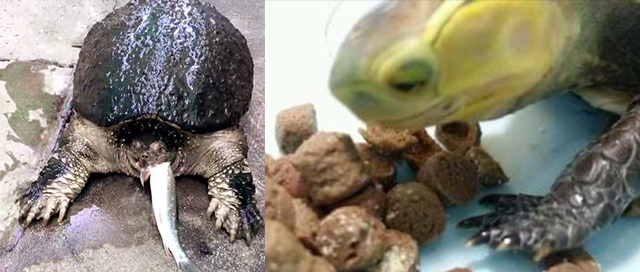 小乌龟一个月不喂食能饿死吗,小乌龟不开食